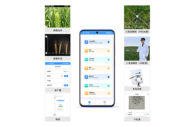 贵阳市小麦表型测量仪IN-XM05